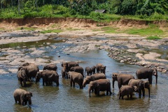 Orphans in the Pinawala River