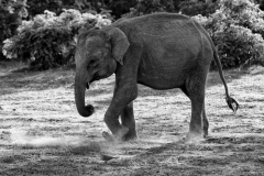 elephant-searching-for-food-3