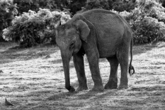 elephant-searching-for-food-4