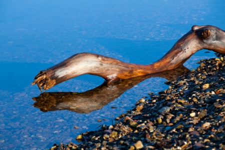 snake-wood-2