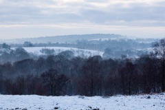 snow-in-the-woods-1