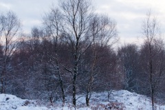 snow-in-the-woods-11