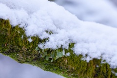 snow-in-the-woods-12