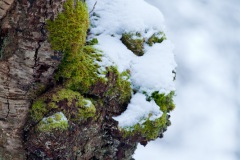 snow-in-the-woods-13