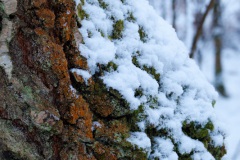 snow-in-the-woods-14