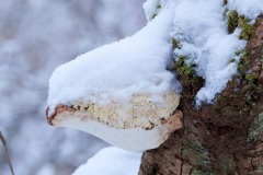 snow-in-the-woods-15
