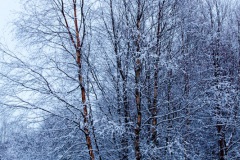 snow-in-the-woods-16