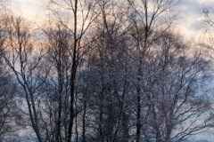 snow-in-the-woods-17
