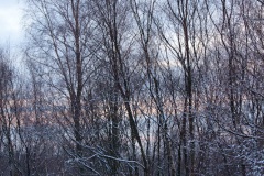 snow-in-the-woods-18