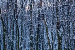 snow-in-the-woods-19