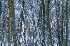 snow-in-the-woods-20