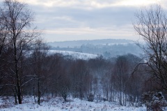 snow-in-the-woods-3