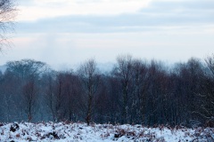 snow-in-the-woods-4
