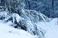 snow-in-the-woods-5