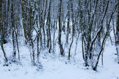 snow-in-the-woods-6