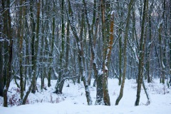 snow-in-the-woods-7