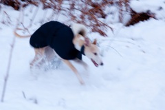 snow-in-the-woods-8