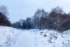 snow-in-the-woods-9