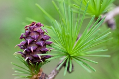 spring-details-1