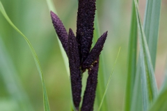spring-details-2