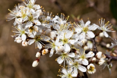 spring-details-4