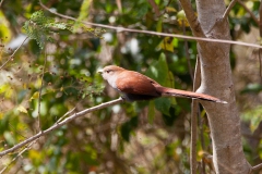 squirrel-cuckoo-1