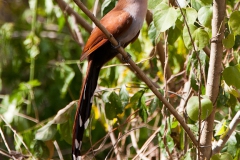 squirrel-cuckoo-3