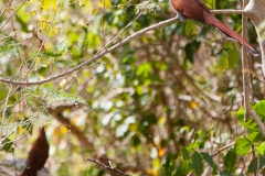 squirrel-cuckoo-4