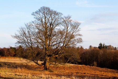 sun-on-the-moors-1