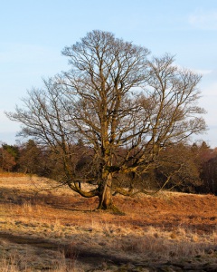 sun-on-the-moors-2