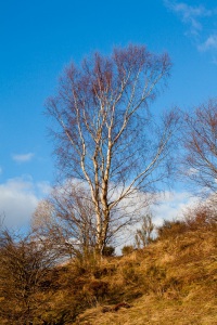 sun-on-the-moors-3
