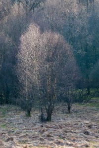 sun-on-the-moors-6