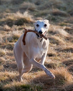 sun-on-the-moors-7