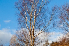 sun-on-the-moors-3