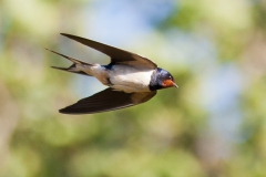 swallow-in-flight-1