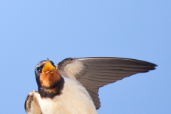 swallow-in-flight-13