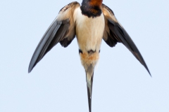 swallow-in-flight-6