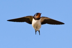 swallow-in-flight-9