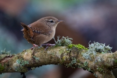 Little Wren