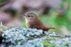 Little Wren