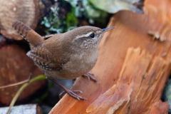 Little Wren
