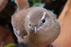 Little wren