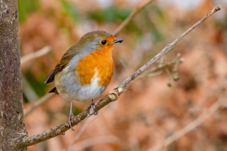 loch-lomond-robin-1