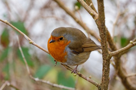 loch-lomond-robin-2