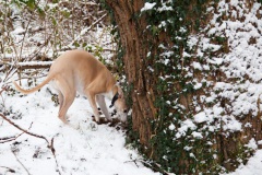 waehae-its-snowing-6