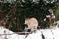 waehae-its-snowing-8