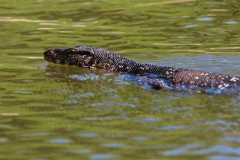 water-monitor-1