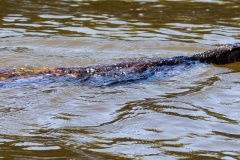 water-monitor-2
