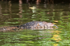 water-monitor-3