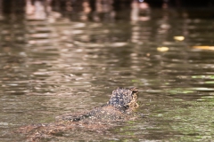 water-monitor-4